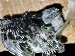Aerodramus germani