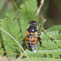 Eristalinus modestus