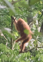 Pongo abelii