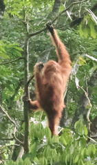 Pongo abelii