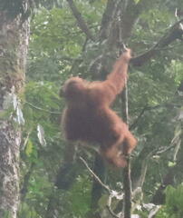 Pongo abelii