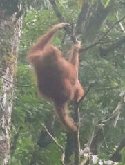 Pongo abelii