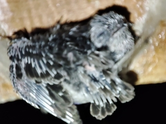 Aerodramus germani