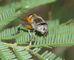 Eristalinus modestus