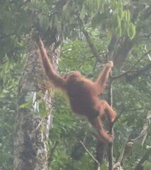 Pongo abelii