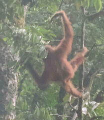 Pongo abelii