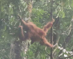 Pongo abelii