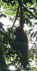 Pongo abelii