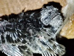 Aerodramus germani