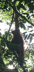 Pongo abelii