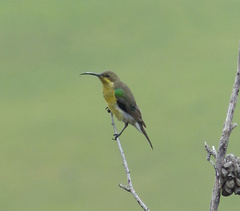 Nectarinia famosa