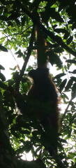 Pongo abelii