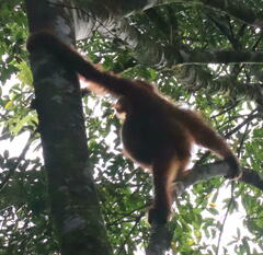 Pongo abelii