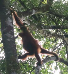 Pongo abelii
