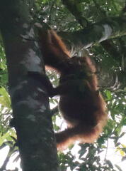 Pongo abelii