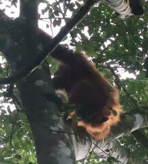 Pongo abelii