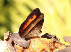 Mycalesis discobolus