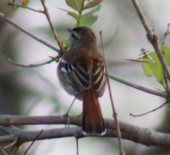 Cercotrichas leucophrys