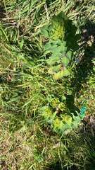 Euphorbia helioscopia