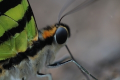 Graphium antiphates