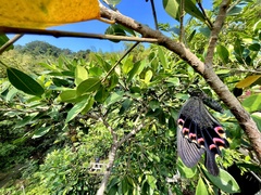 Papilio bianor thrasymedes