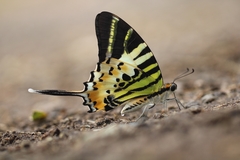 Graphium antiphates