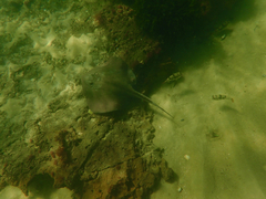 Trygonoptera imitata