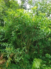 Tabernaemontana ventricosa