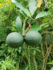 Tabernaemontana ventricosa