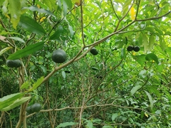 Tabernaemontana ventricosa