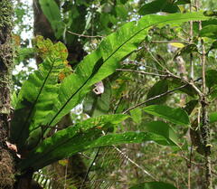Thamnopteris