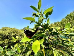 Euploea sylvester swinhoei