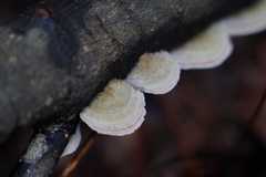 Trametes hirsuta