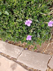 Barleria obtusa