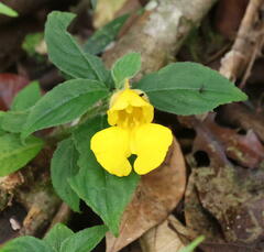 Balsaminaceae