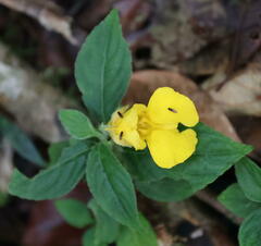 Balsaminaceae