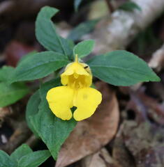 Balsaminaceae