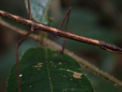 Candovia
