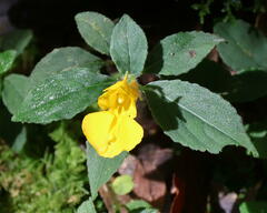 Balsaminaceae