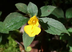 Balsaminaceae