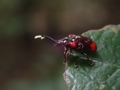 Phyllocharitini