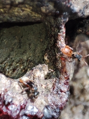Homotrigona apicalis