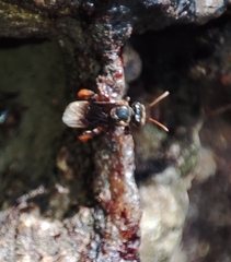 Homotrigona apicalis