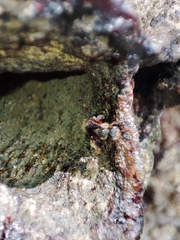 Homotrigona apicalis