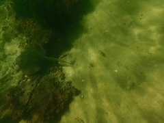 Trygonoptera imitata