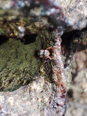 Homotrigona apicalis