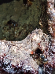 Homotrigona apicalis