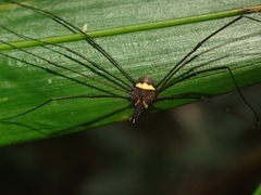 Megalopsalis coronata