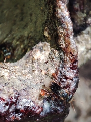 Homotrigona apicalis