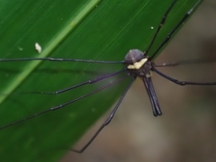Megalopsalis coronata